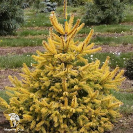 Ель обыкновенная Аурея Магнифика