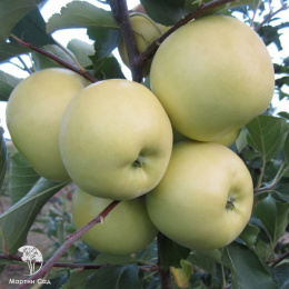 Яблоня гибрид Красное раннее + Белый налив