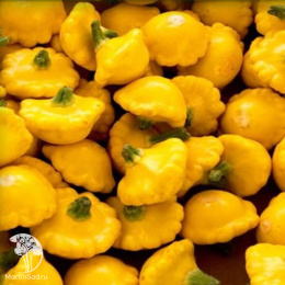 Патиссон Грошик