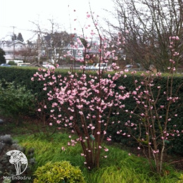 Калина боднантенская