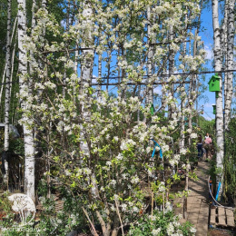 Яблоня Эверест на шпалере