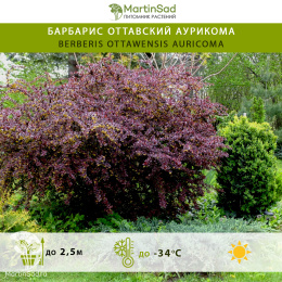 Барбарис оттавский Аурикома