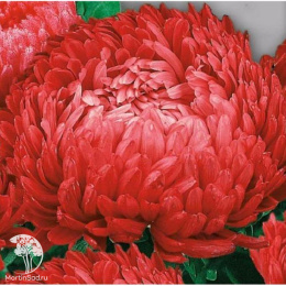 Астра пионовидная Дюшес красная