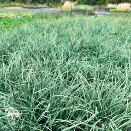 Осока просяная Памира