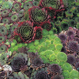 Молодило Каменная Роза, серия Альпийская горка