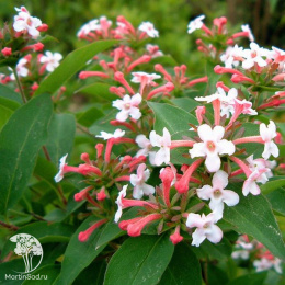 Абелия мосанская