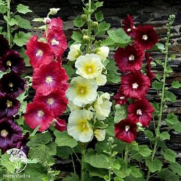 Мальва кремовая