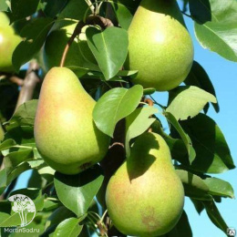 Груша гибрид Память Жигалова + Чижовская