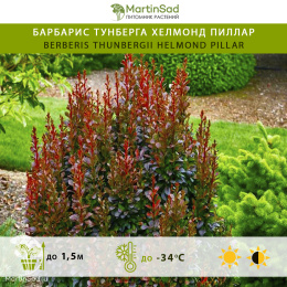 Барбарис тунберга Хелмонд Пиллар
