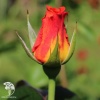 Роза чайно-гибридная Моника на штамбе фото 1 