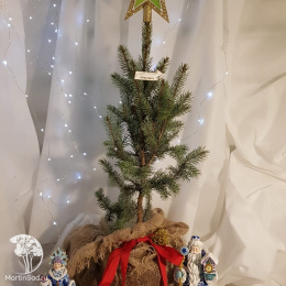 Ель новогодняя Изели Фастигиата 120-140 см в салатовом горшке