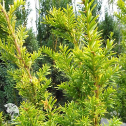 Тис средний Хикси Барс