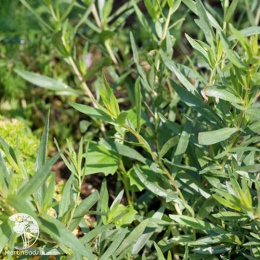 Полынь эстрагонная Баден-Баден