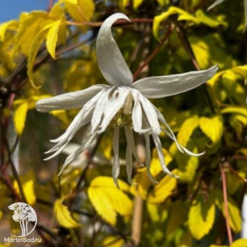 Фото Клематис Люминос Сноу