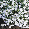 Лобелия Белый Каскад (ампельная) фото 3 