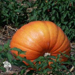 Тыква Стофунтовая