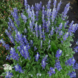 Salvia farinacea Victoria Blue Шалфей мучнистый Виктория Блю