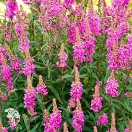 Дербенник иволистный Морден Пинк