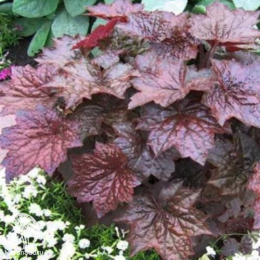 Сверхвыгодный микс! Гейхера Блэк Таффета + Гейхера Обсидиан +  Гейхера Палас Пурпл