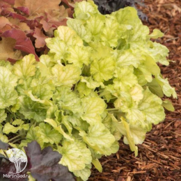 Сверхвыгодный микс! Гейхера Лаймейд + Гейхера Саузен Комфорт + Гейхера Паприка