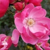 Роза флорибунда Анжела фото 1 