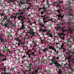 Алиссум Розовая королева