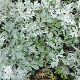 Полынь Стеллера Сильвер Брокад