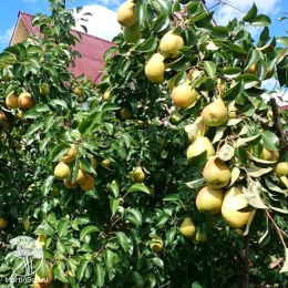 Груша Лада + опылитель Груша Чижовская