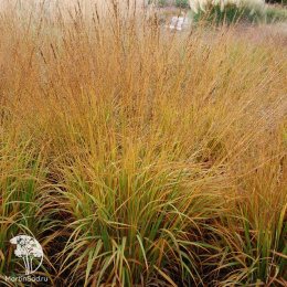 Молиния Еллоу Пайп