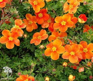 Фото Лапчатка кустарниковая Орендж Стар