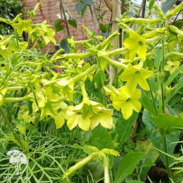 Табак Желтый крылатый