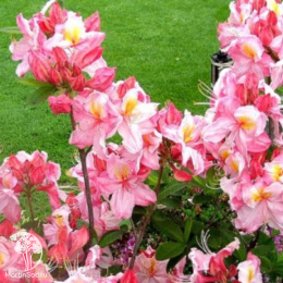 Азалия гибридная Сатоми