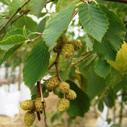 Ольха чёрная Аурея