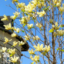 Магнолия Еллоу Лантерн