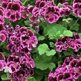 Пеларгония королевская