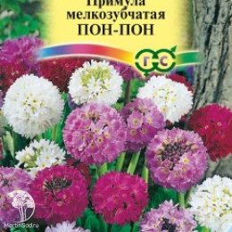 Примула Пон-пон, мелкозубчатая, серия Альпийская горка 