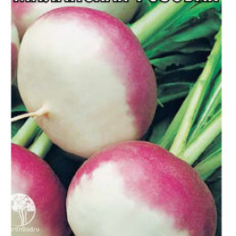 Репа Миланская розовая 