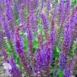 Набор для ароматной грядки шалфей Блауконигин + Остфрисленд + Квин Роуз