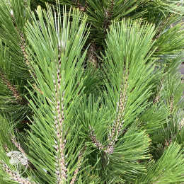 Сосна белокорая Литтл Дракула