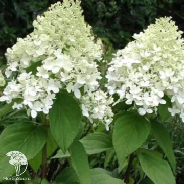 Фото Гортензия метельчатая Вайт Даймонд