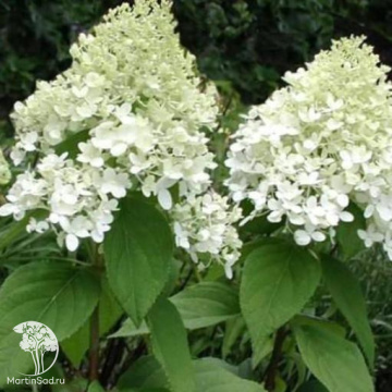 Фото Гортензия метельчатая Вайт Даймонд