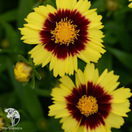 Кореопсис грандифлора Андиамо Еллоу Вив Ред
