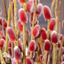 Ива тонкостолбиковая Маунт Асо на штамбе