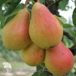 Груша гибрид Чижовская + Феерия