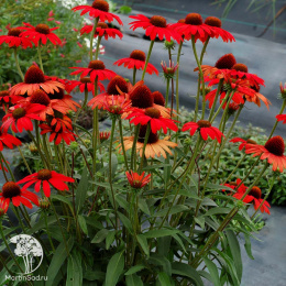 Эхинацея Дикси Скарлет