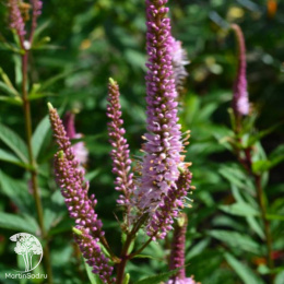 Вероникаструм виргинский Эрика