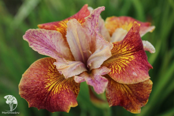 Фото Ирис сибирский Паприкаш