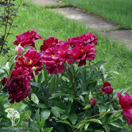 Пион молочноцветковый Петер Бранд