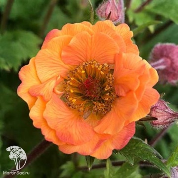 Фото Geum Tempo Orange Гравилат Темро Оранж
