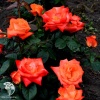 Роза чайно-гибридная Моника фото 1 